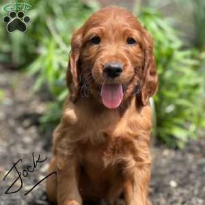 Irish Setter Puppies For Sale - Greenfield Puppies