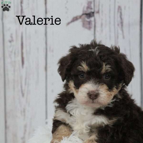 Valerie, Bernedoodle Puppy