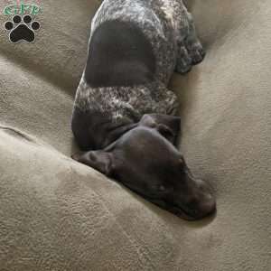 Cosmo, German Shorthaired Pointer Puppy