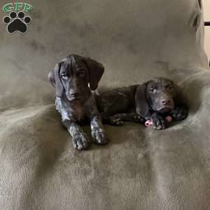 Cosmo, German Shorthaired Pointer Puppy