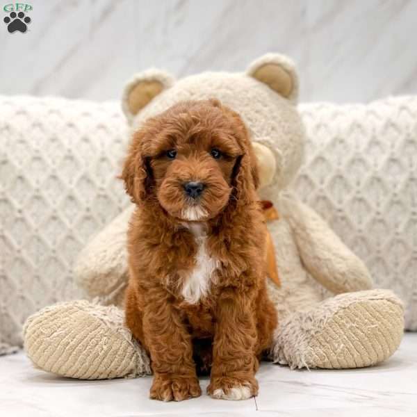 Tommy, Mini Goldendoodle Puppy