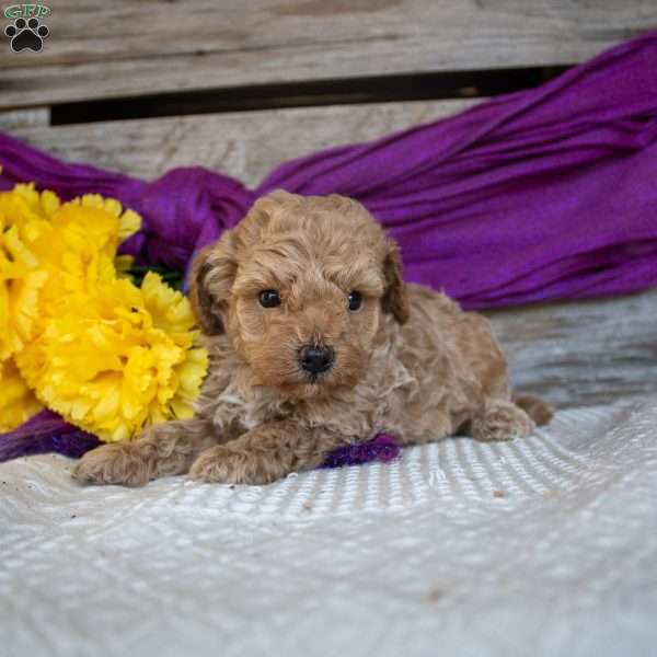 Griffin, Toy Poodle Puppy