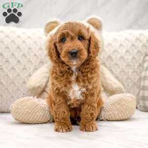 Timmy, Mini Goldendoodle Puppy