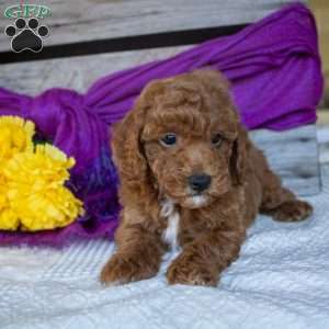 Harvey, Miniature Poodle Puppy
