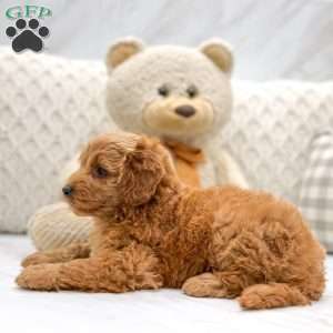 Tanner, Mini Goldendoodle Puppy