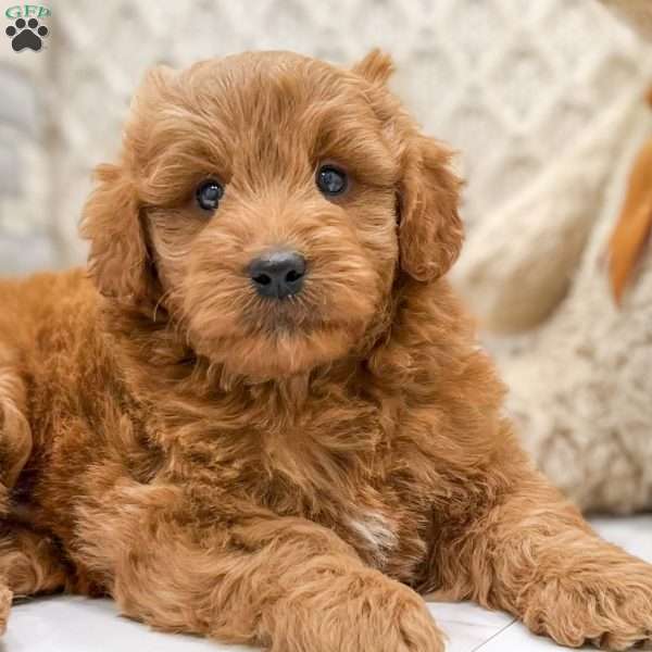 Tanner, Mini Goldendoodle Puppy
