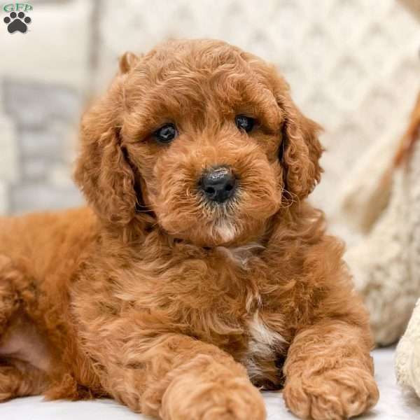 Tina, Mini Goldendoodle Puppy