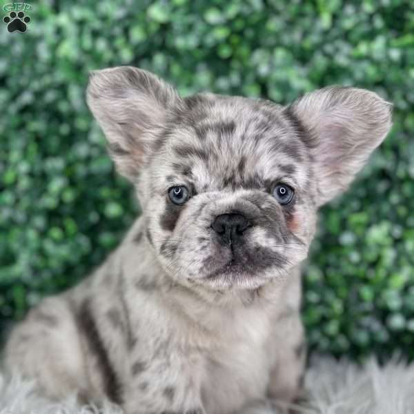 Frankie, French Bulldog Puppy