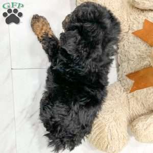 Marcy, Miniature Poodle Puppy