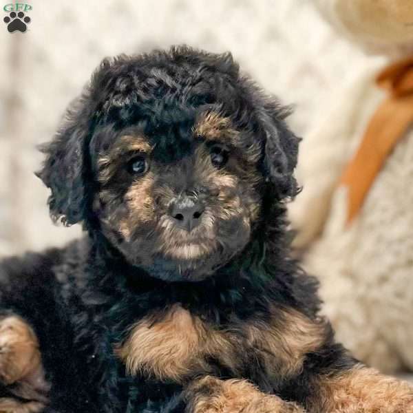 Marcy, Miniature Poodle Puppy