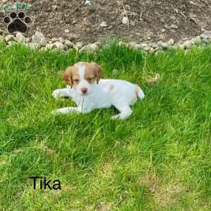 Tika, Brittany Spaniel Puppy