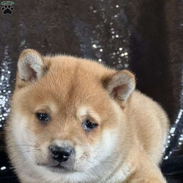 Koda, Shiba Inu Puppy