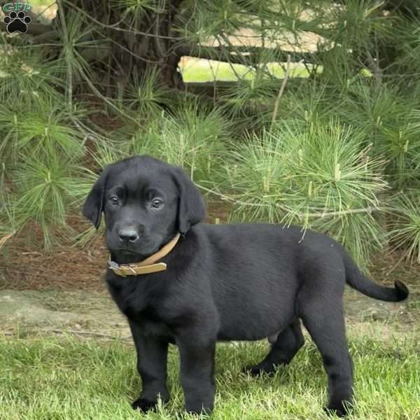 Porkchop, Black Labrador Retriever Puppy