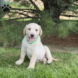 Wiggles, Yellow Labrador Retriever Puppy