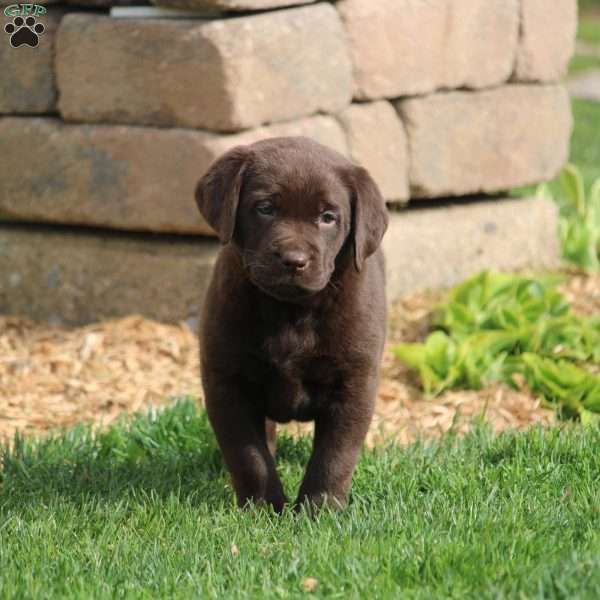 Bella, Chocolate Labrador Retriever Puppy