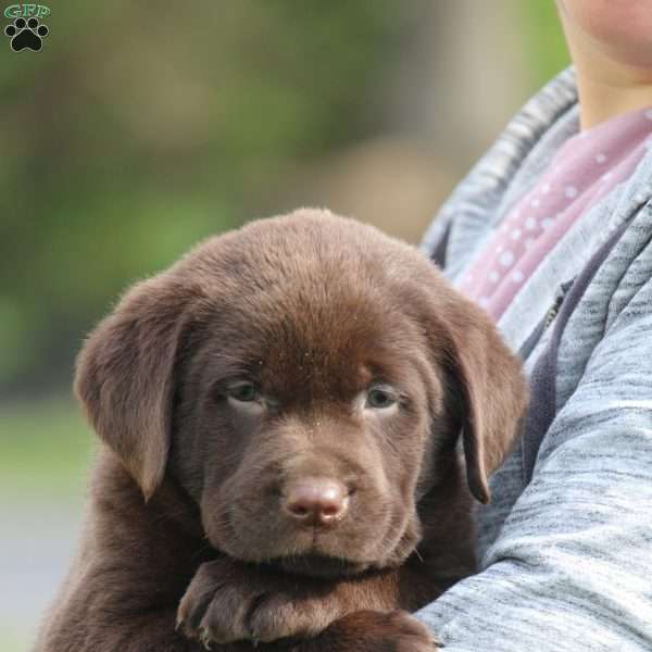 Millie, Chocolate Labrador Retriever Puppy