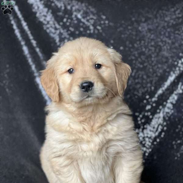 Duke, Golden Retriever Puppy