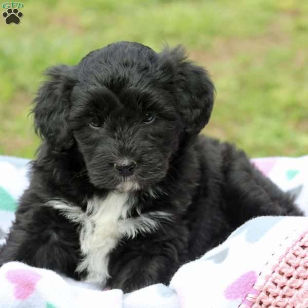 Pippin, Mini Aussiedoodle Puppy