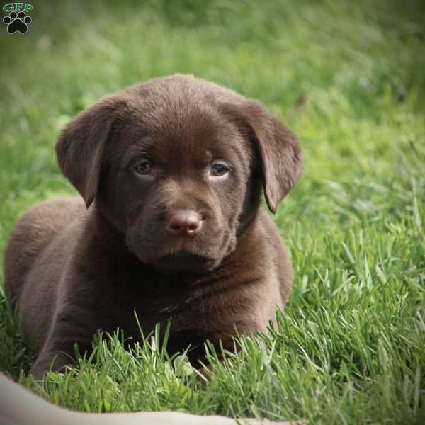 Smoky, Chocolate Labrador Retriever Puppy