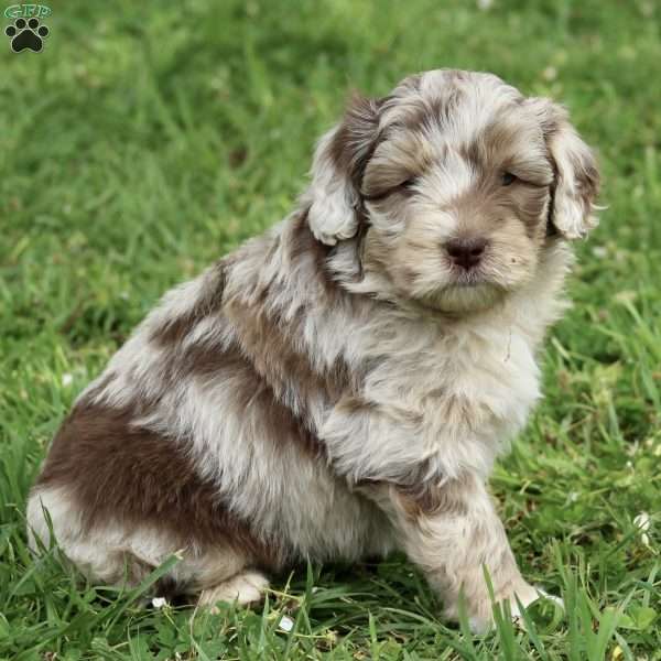 Samwise, Mini Aussiedoodle Puppy
