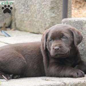 Reese, Chocolate Labrador Retriever Puppy