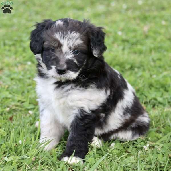 Galadriel, Mini Aussiedoodle Puppy