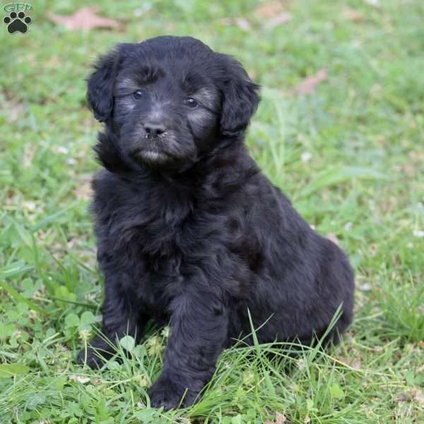 Arwen, Mini Aussiedoodle Puppy