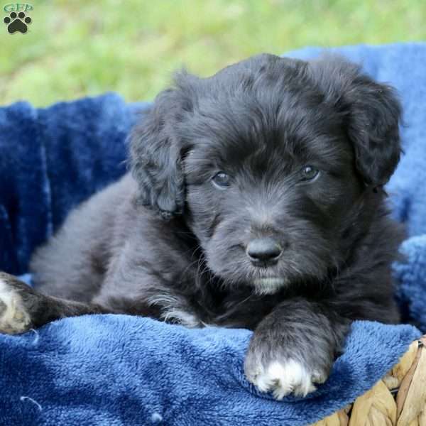 Frodo, Mini Aussiedoodle Puppy