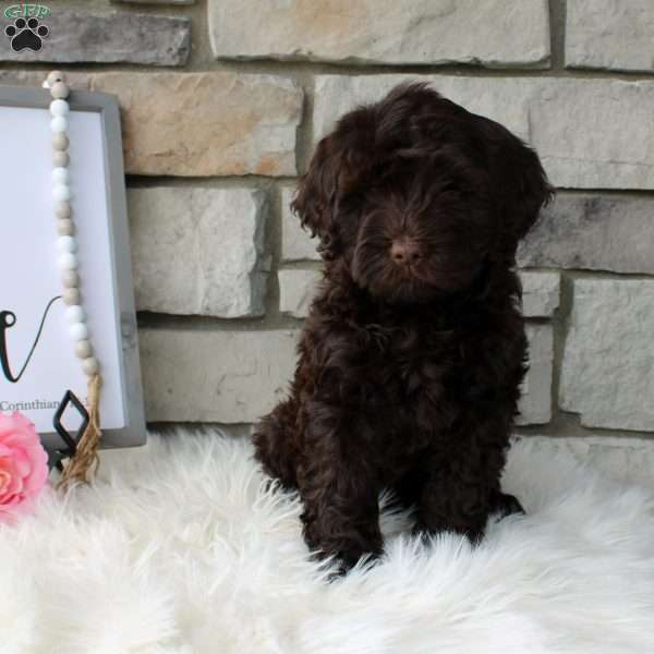 Lenore, Portuguese Water Dog Puppy