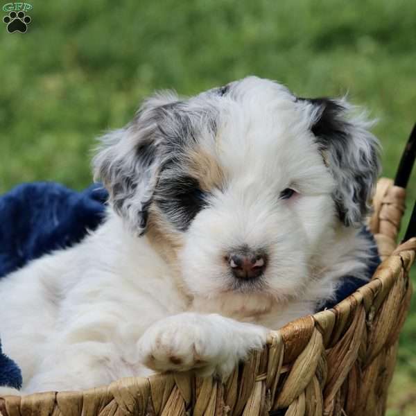 Bilbo, Mini Aussiedoodle Puppy