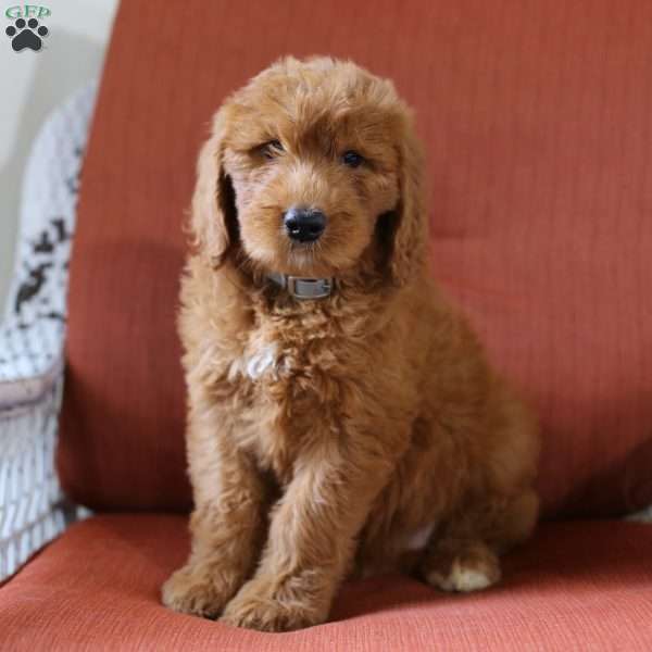 Bella, Goldendoodle Puppy