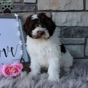Donny, Portuguese Water Dog Puppy