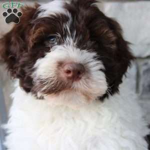 Donny, Portuguese Water Dog Puppy