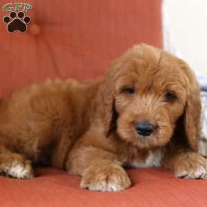 Berry, Goldendoodle Puppy