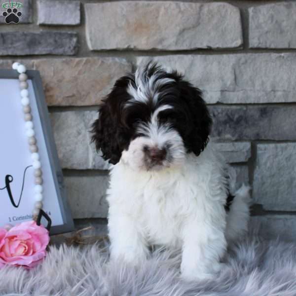 Duce, Portuguese Water Dog Puppy