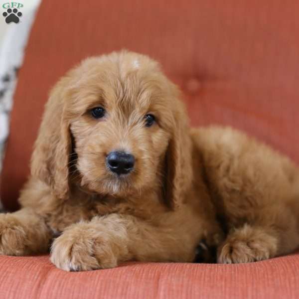 Benji, Goldendoodle Puppy