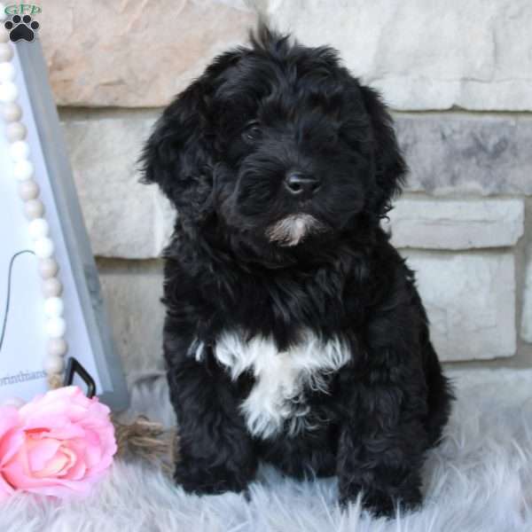 Betsy, Portuguese Water Dog Puppy