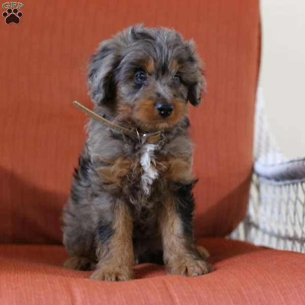 Teddy, Mini Aussiedoodle Puppy