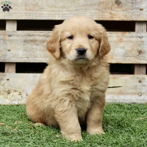 Beauty, Golden Retriever Puppy