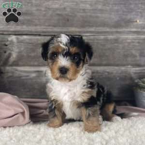 Yorkie Poo Puppies For Sale - Greenfield Puppies