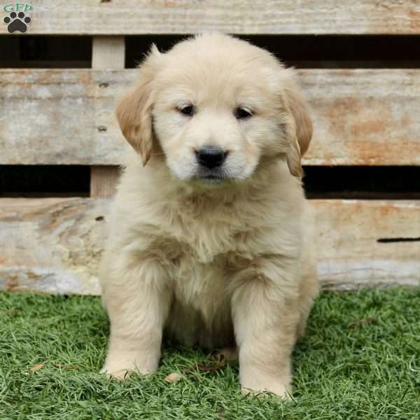 Brook, Golden Retriever Puppy