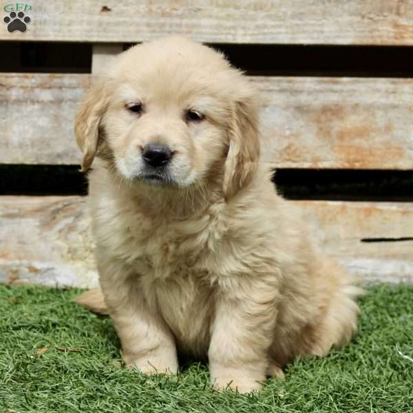 Baxter, Golden Retriever Puppy