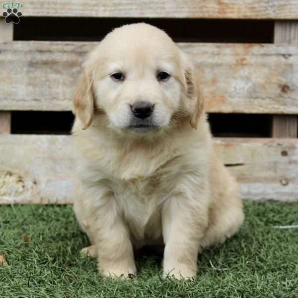 Bella, Golden Retriever Puppy