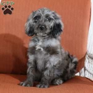 Milly, Aussiedoodle Puppy