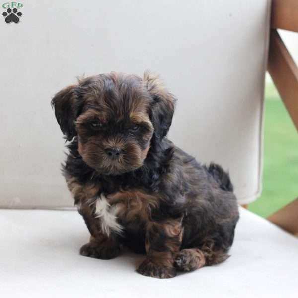 Milo, Shih-Poo Puppy