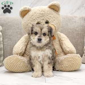 Molly, Chi-Chon Puppy