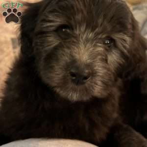 Arwen, Mini Aussiedoodle Puppy