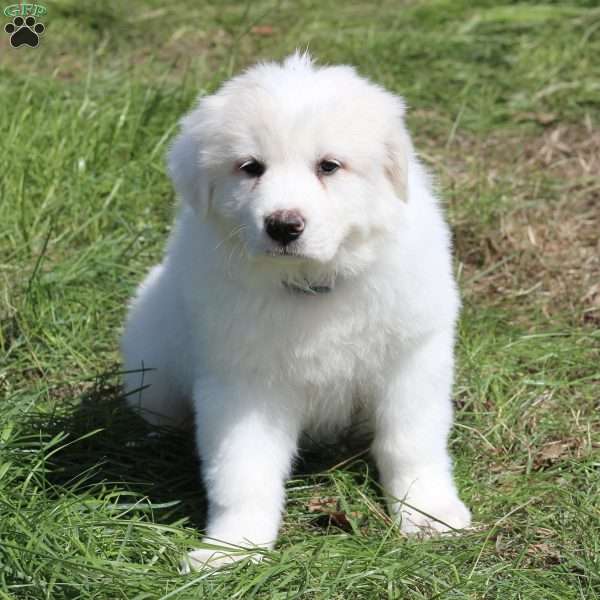 Ryan, Great Pyrenees Puppy