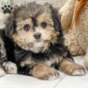 Macy, Chi-Chon Puppy