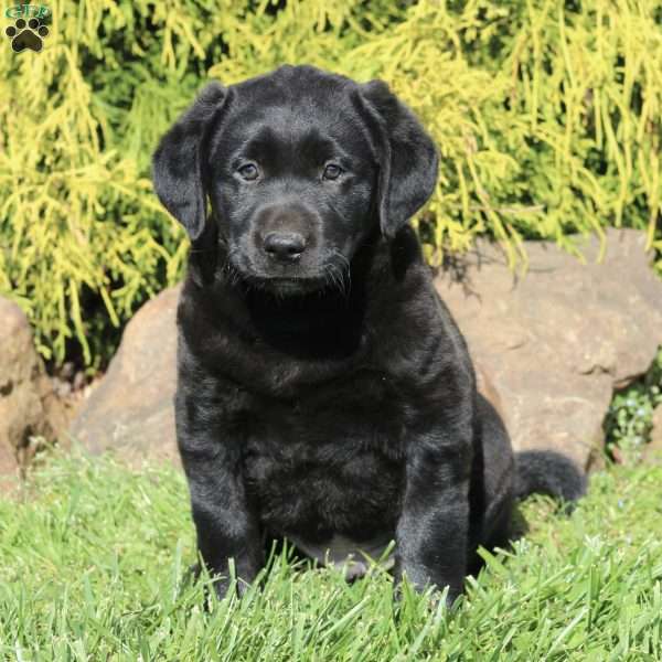 Grady, Black Labrador Retriever Puppy